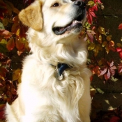 Photo de Golden retriever