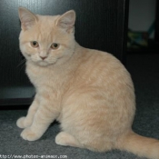 Photo de British shorthair