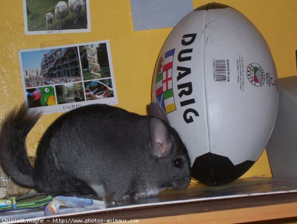 Photo de Chinchilla