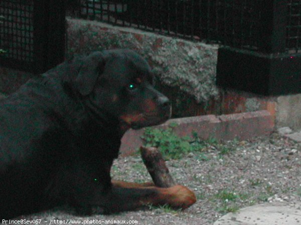 Photo de Rottweiler