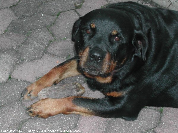 Photo de Rottweiler