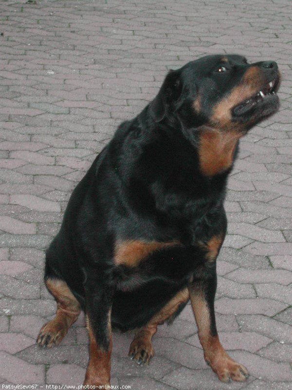 Photo de Rottweiler