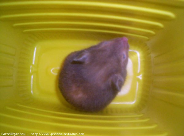 Photo de Hamster