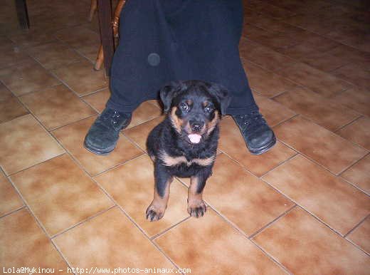 Photo de Rottweiler