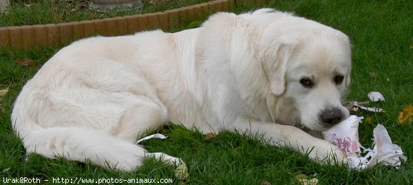 Photo de Chien de berger des tatras