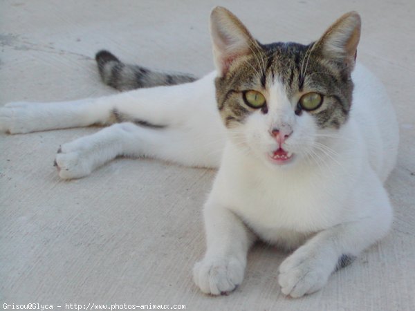 Photo de Chat domestique