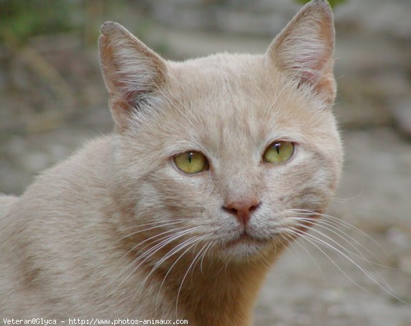 Photo de Chat domestique