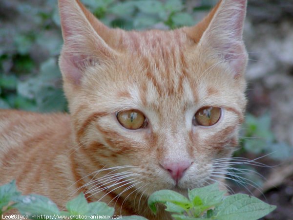 Photo de Chat domestique