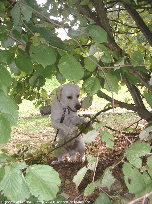 Photo de Labrador retriever