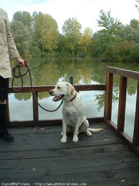 Photo de Labrador retriever