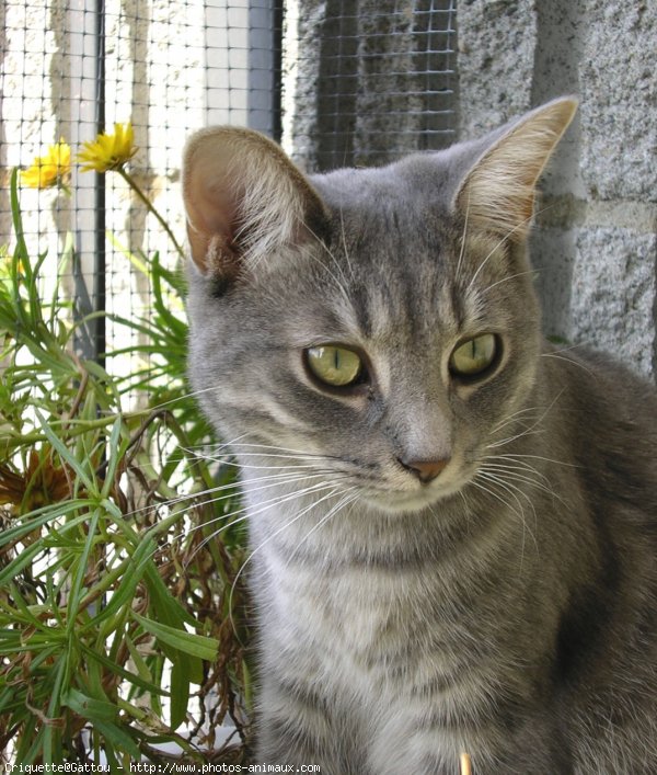 Photo de Chat domestique