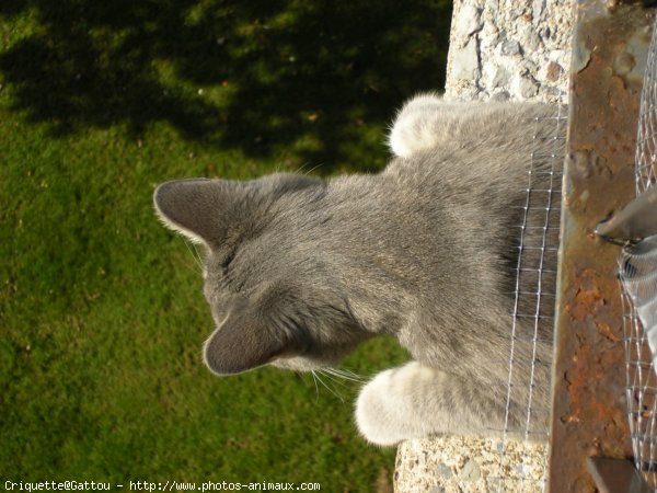 Photo de Chat domestique