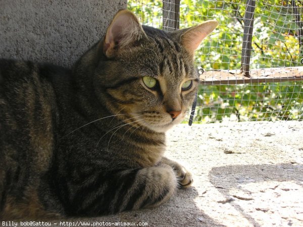 Photo de Chat domestique