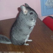 Photo de Chinchilla