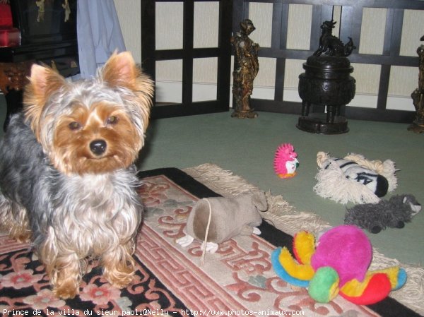 Photo de Yorkshire terrier