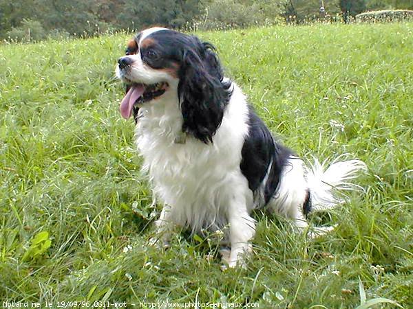 Photo de Cavalier king charles spaniel