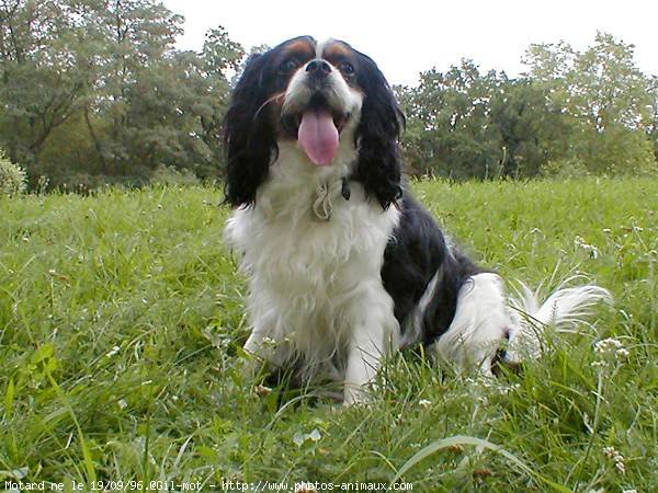 Photo de Cavalier king charles spaniel