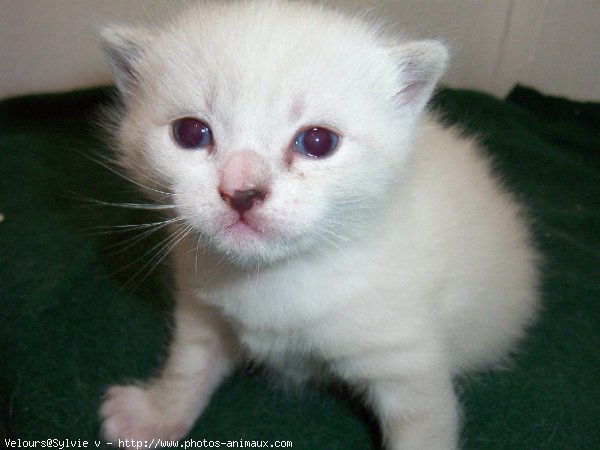 Photo de Chat domestique