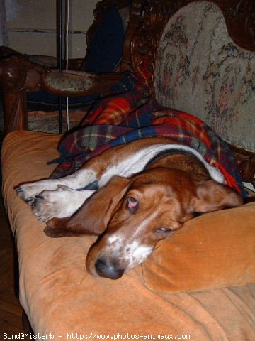 Photo de Basset hound