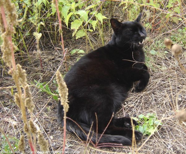 Photo de Chat domestique