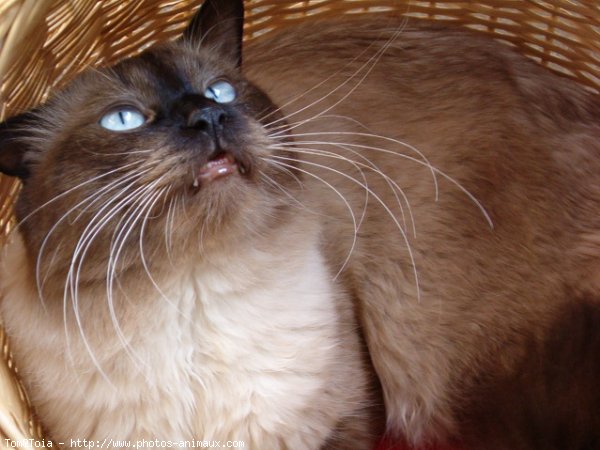 Photo de Sacr de birmanie