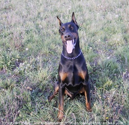 Photo de Dobermann