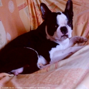 Photo de Boston terrier