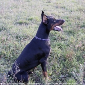 Photo de Dobermann