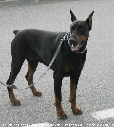 Photo de Dobermann