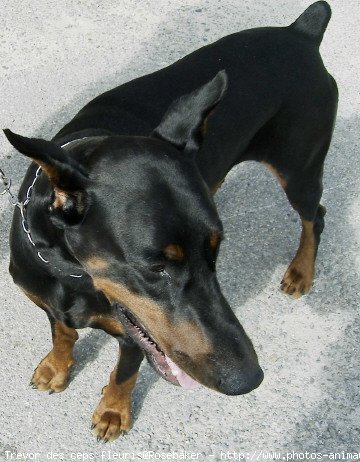 Photo de Dobermann