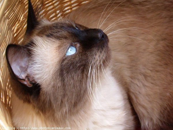 Photo de Sacr de birmanie