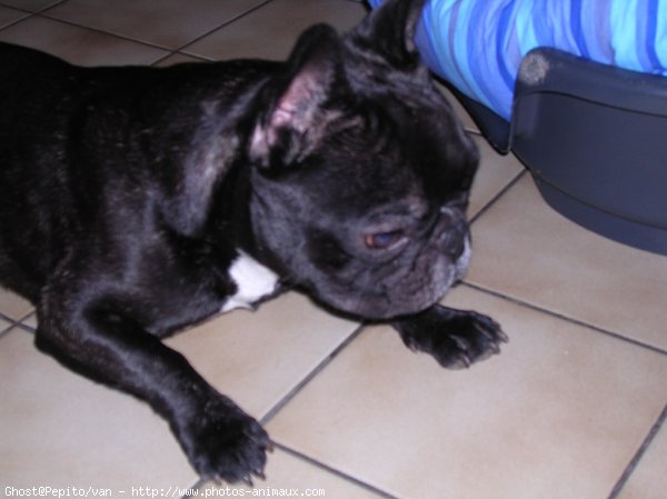 Photo de Bouledogue franais