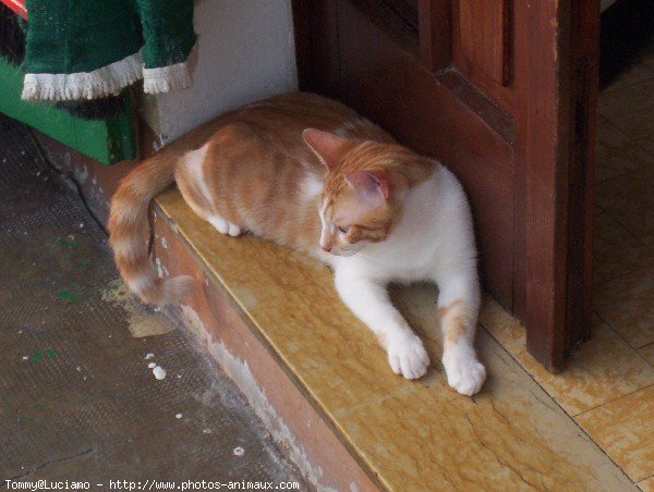 Photo de Chat domestique