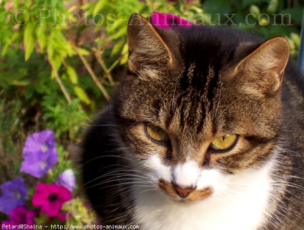 Photo de Chat domestique