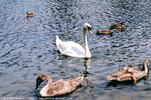 Photo de Cygne