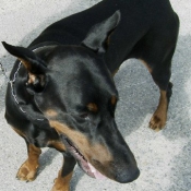 Photo de Dobermann