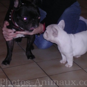 Photo de Bouledogue franais