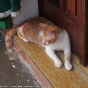 Photo de Chat domestique