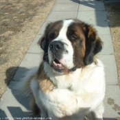 Photo de Saint-bernard poil long