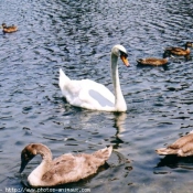 Photo de Cygne