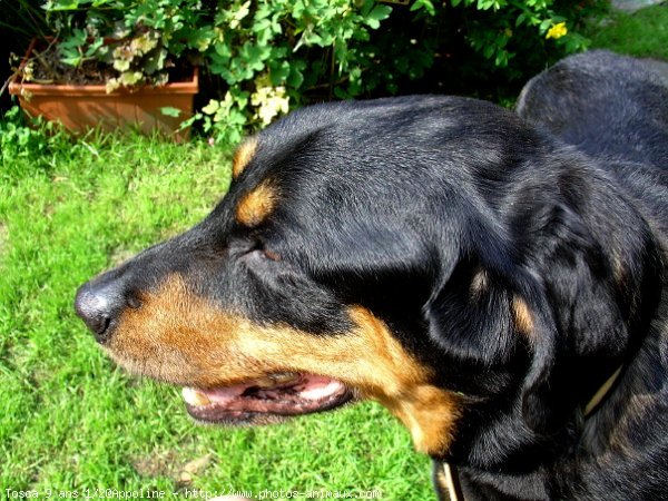 Photo de Rottweiler