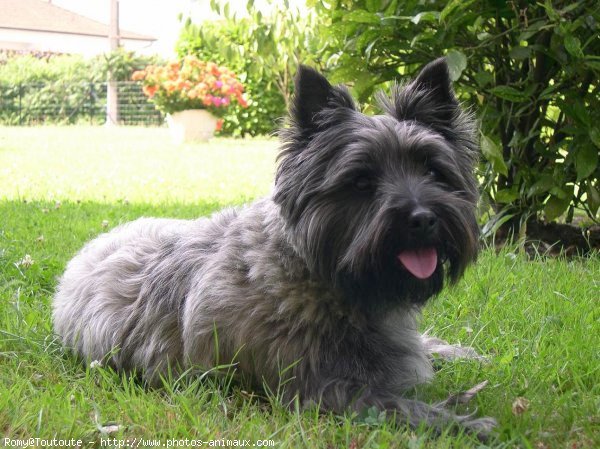 Photo de Cairn terrier