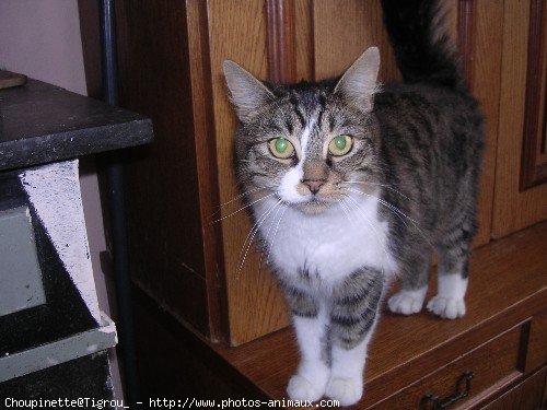 Photo d'Exotic shorthair