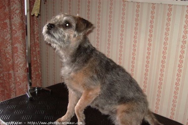 Photo de Border terrier