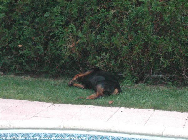 Photo de Rottweiler