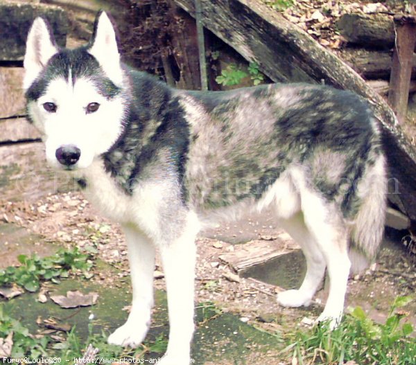 Photo de Husky siberien