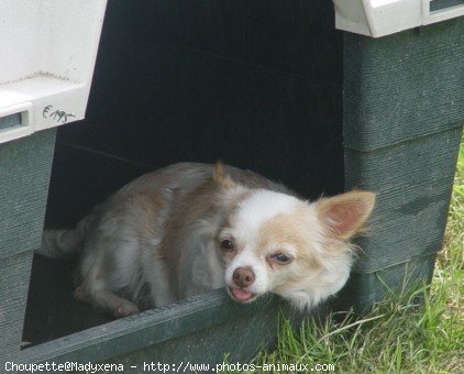 Photo de Chihuahua  poil court