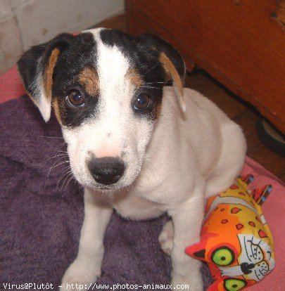 Photo de Jack russell terrier