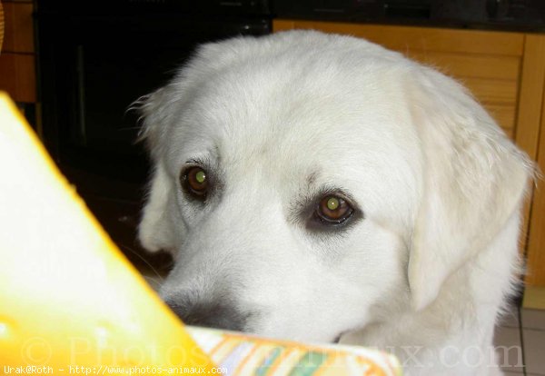 Photo de Chien de berger des tatras