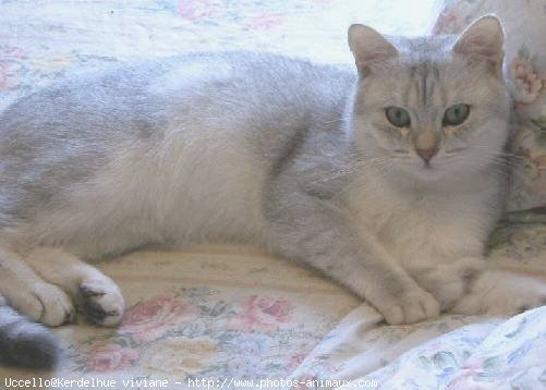 Photo de British shorthair